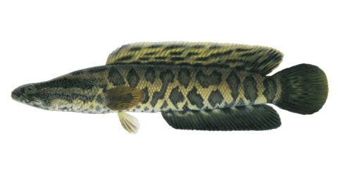 snakehead