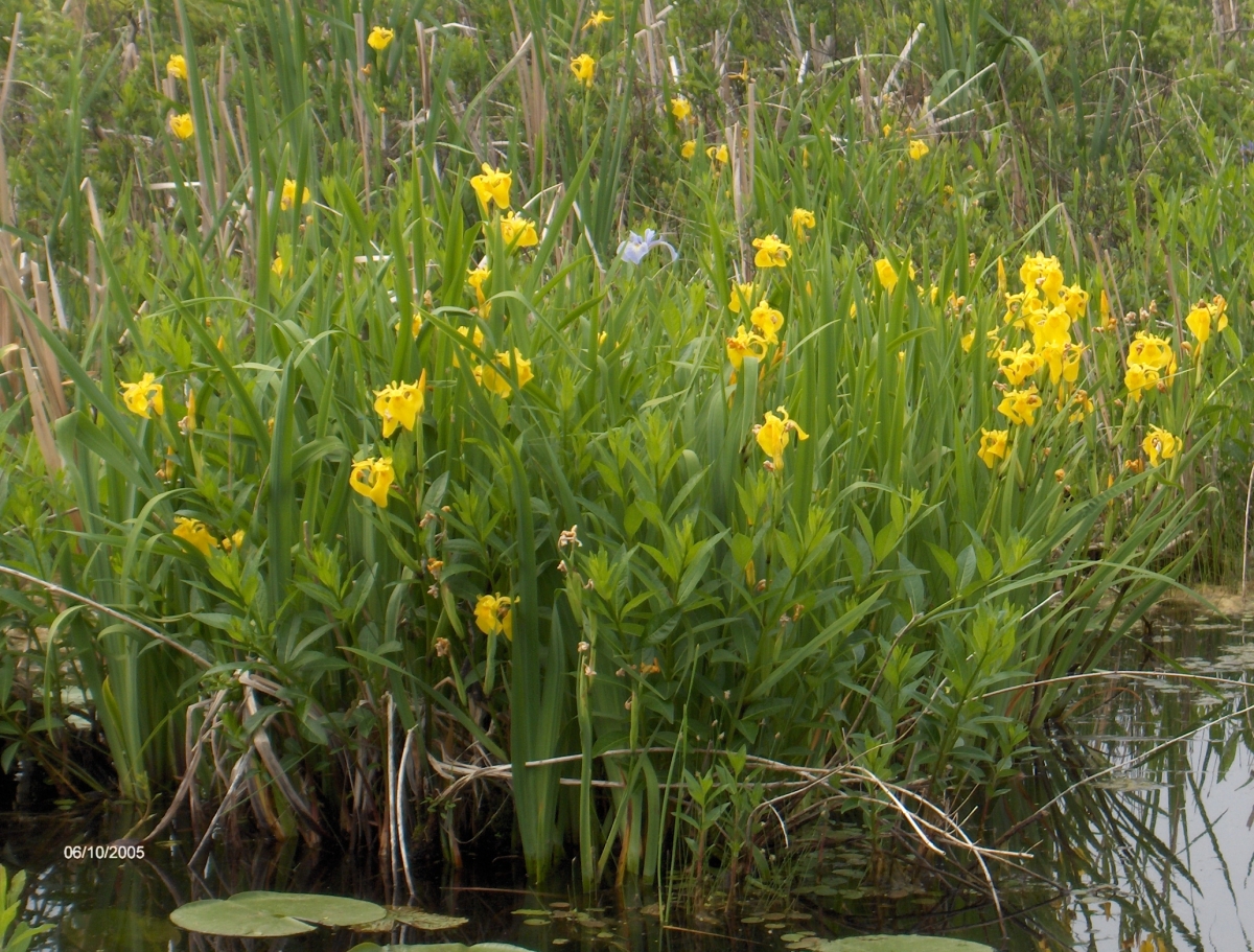 Yellow Iris | Ontario's Invading Species Awareness Program