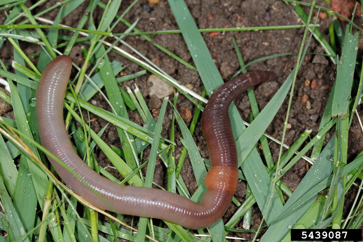 Invasive Earthworms Ontarios Invading Species Awareness Program