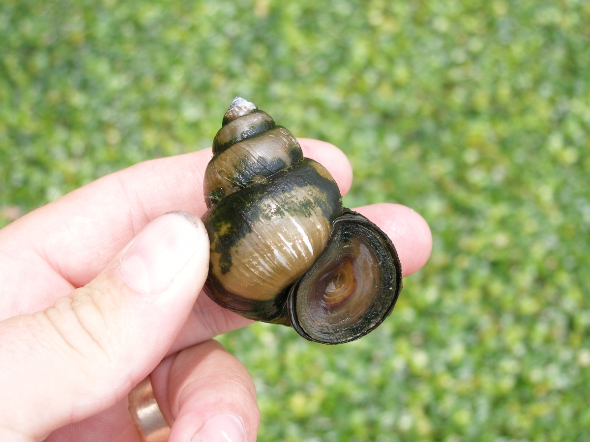 invasive-snails-ontario-s-invading-species-awareness-program