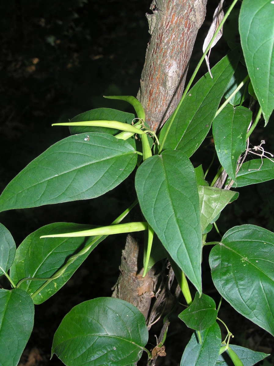 dog-strangling-vine-ontario-s-invading-species-awareness-program