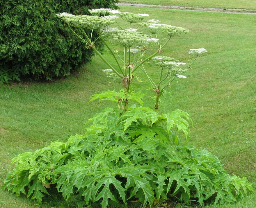 Giant Hogweed Ontario S Invading Species Awareness Program