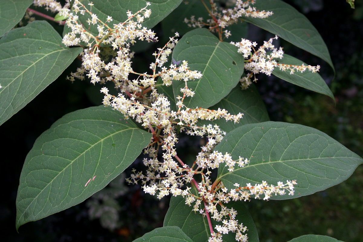 Japanese Knotweed | Ontario's Invading Species Awareness Program