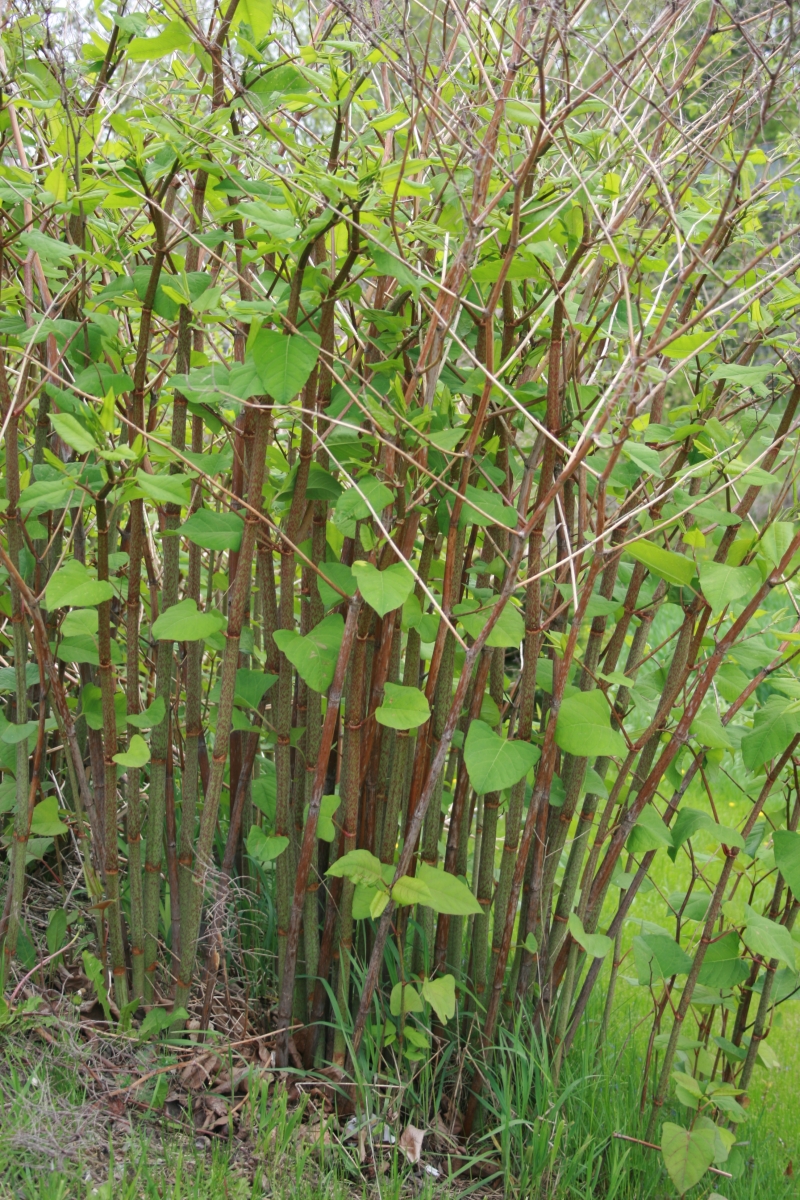 Japanese Knotweed | Ontario's Invading Species Awareness Program