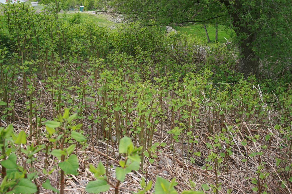 Japanese Knotweed Ontario S Invading Species Awareness Program