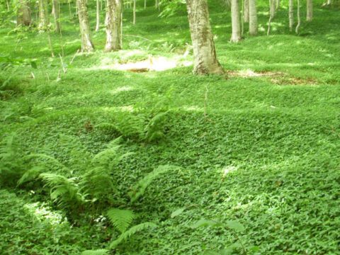 Invasive Ground Covers | Ontario's Invading Species Awareness Program