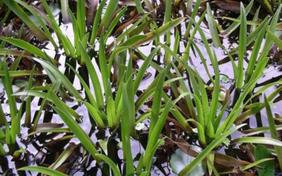 Digital Resources - Aquatic Plants | Ontario's Invading Species Awareness Program