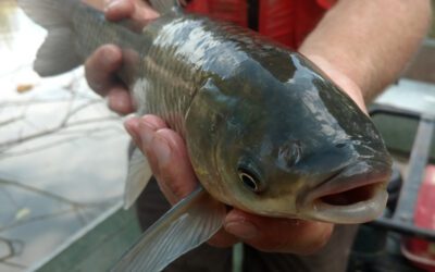 Digital Resource - Invasive Fish | Ontario's Invading Species Awareness Program