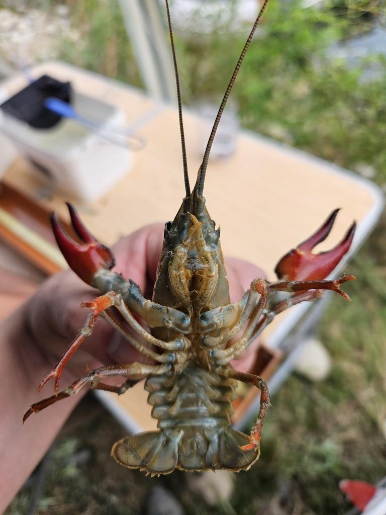 Signal Crayfish | Ontario's Invading Species Awareness Program