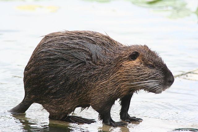 Nutria | Ontario's Invading Species Awareness Program