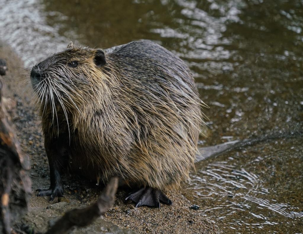 Nutria | Ontario's Invading Species Awareness Program