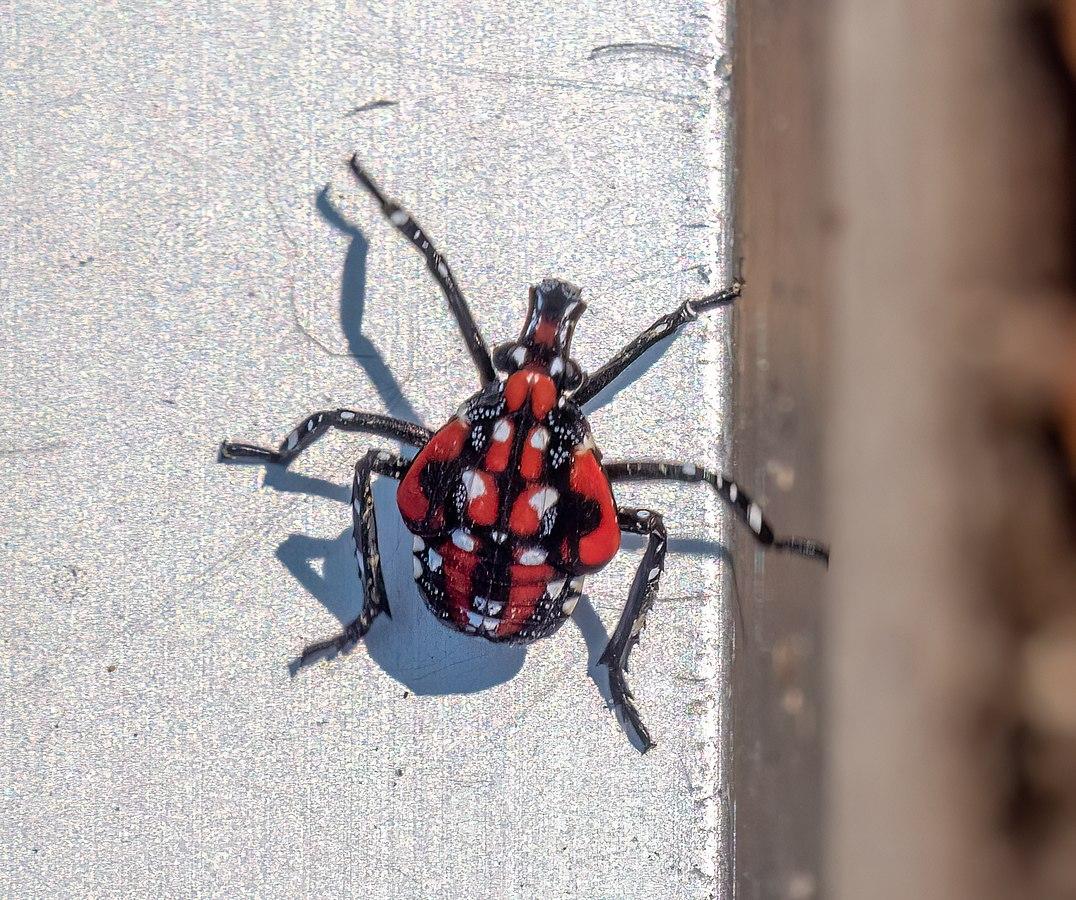 Spotted Lanternfly | Ontario's Invading Species Awareness Program