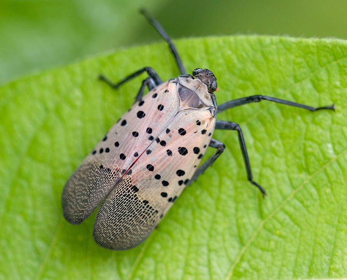 Spotted Lanternfly | Ontario's Invading Species Awareness Program