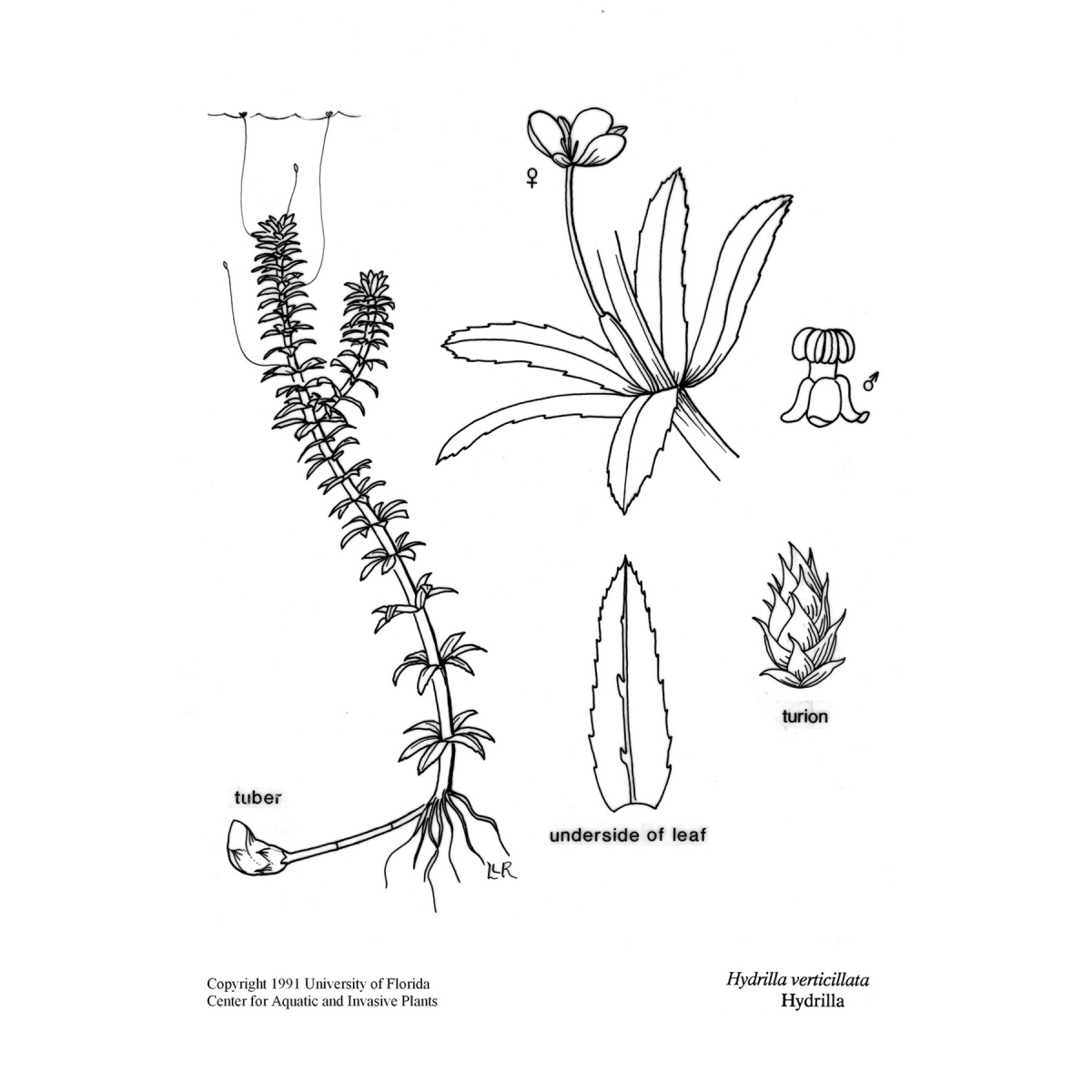 Hydrilla verticillata. Hydrilla verticillata строение. Hydrilla verticillata Leaf перевод на русский. Северная гидрилла.