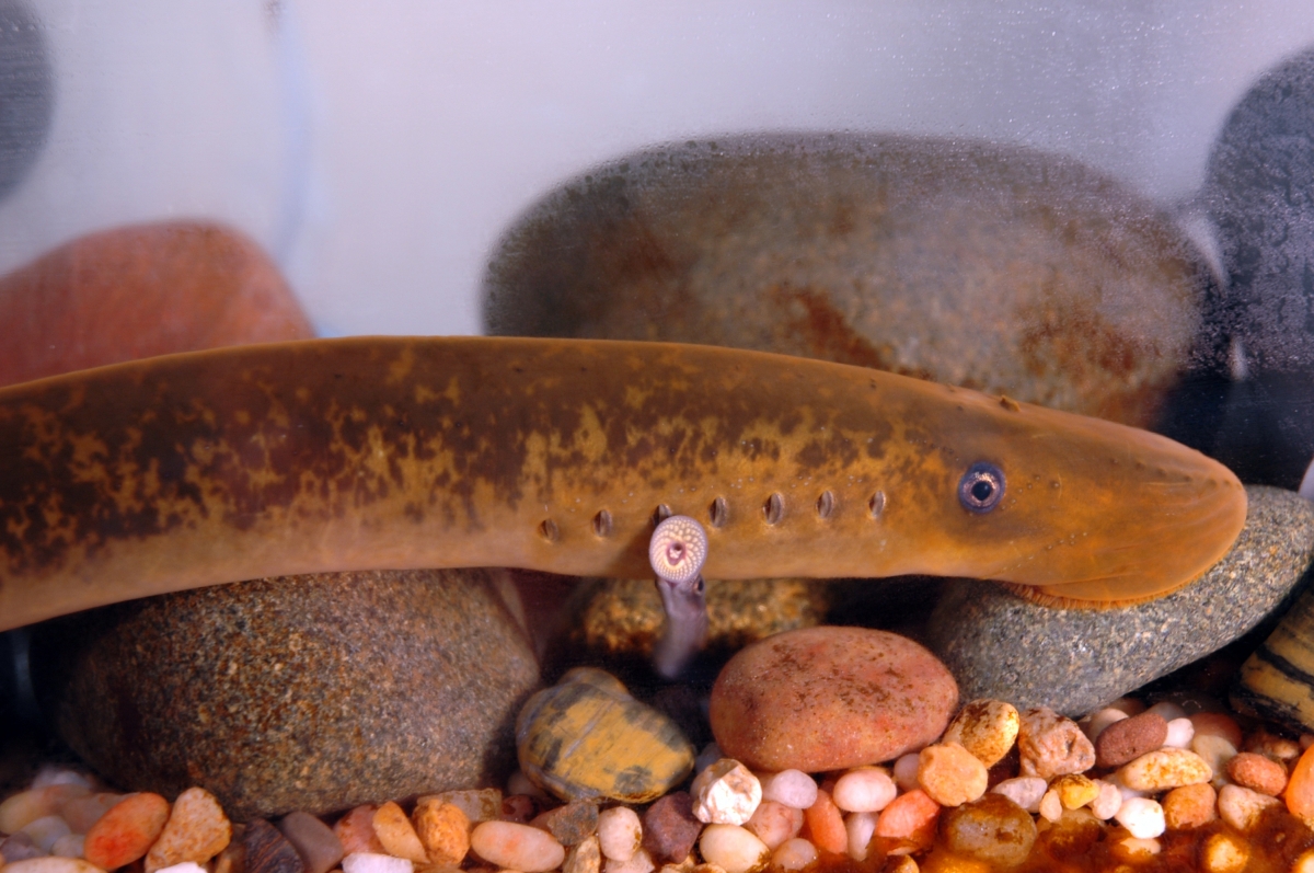 Sea Lamprey Ontarios Invading Species Awareness Program