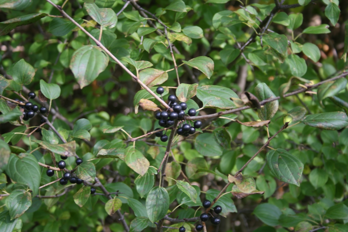 Common Buckthorn | Ontario's Invading Species Awareness Program