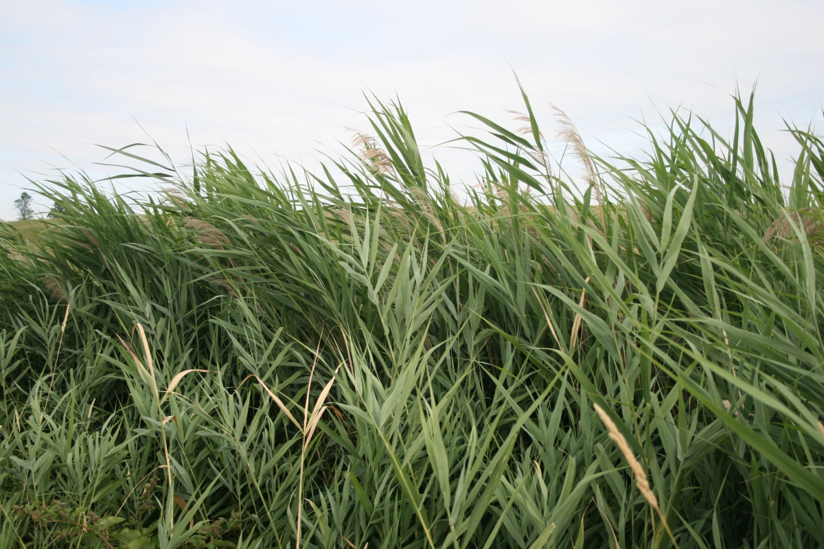 Invasive Phragmites | Ontario's Invading Species Awareness Program