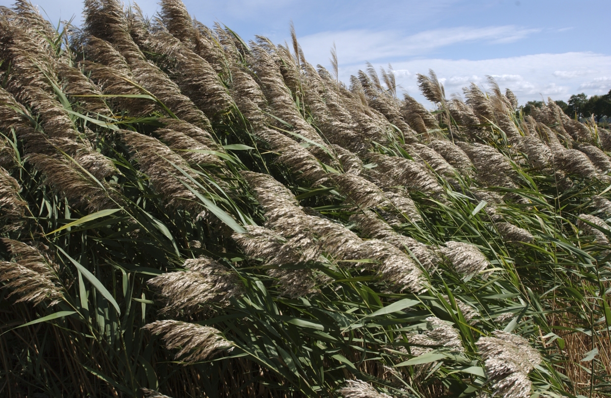 Invasive Phragmites | Ontario's Invading Species Awareness Program