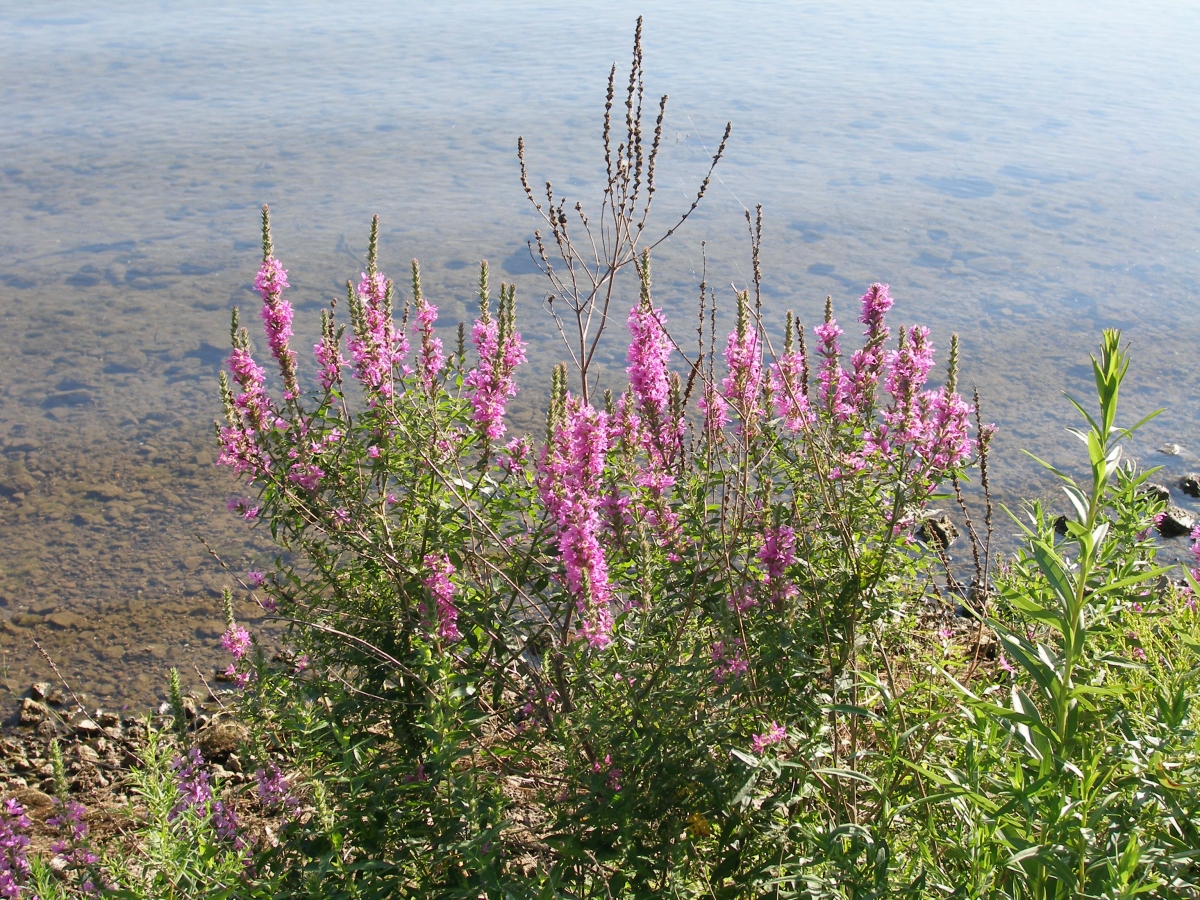 Purple Loosestrife | Ontario's Invading Species Awareness Program